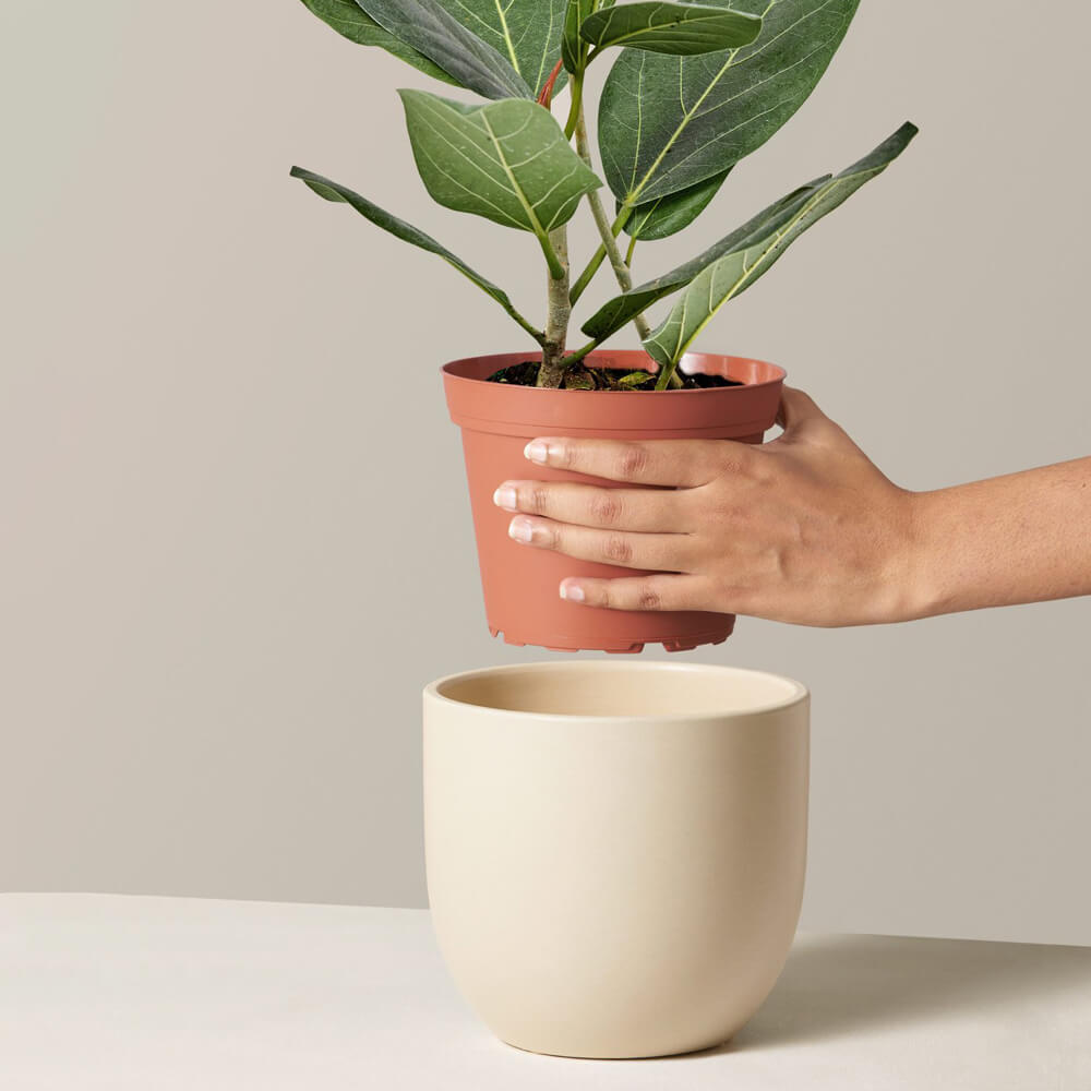 Ficus Audrey