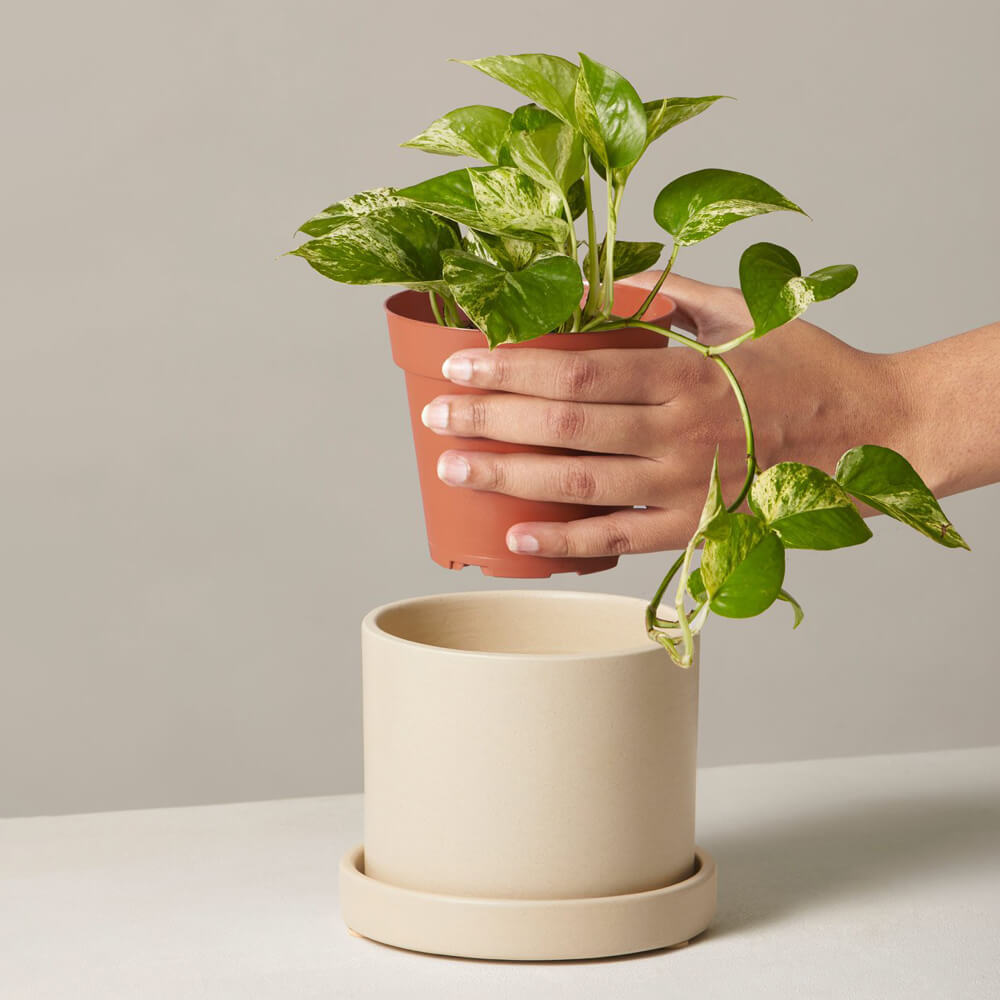 Marble Pothos