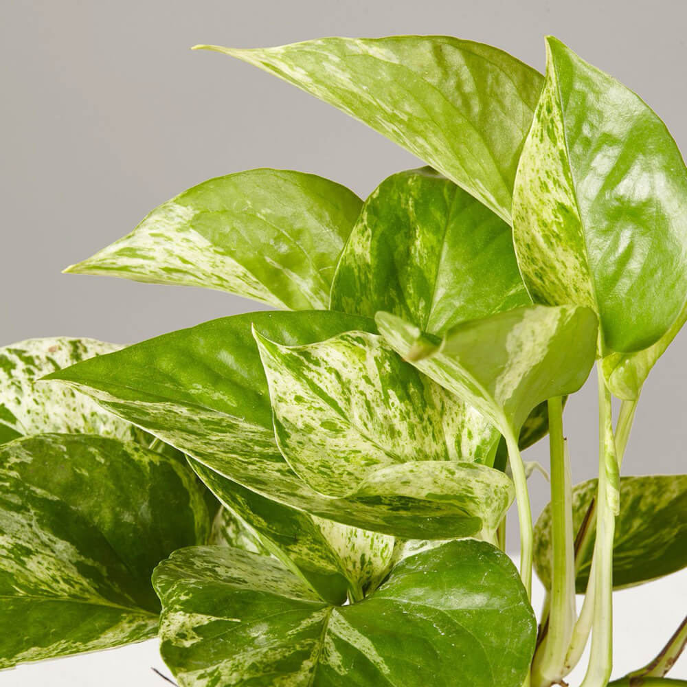 Marble Pothos