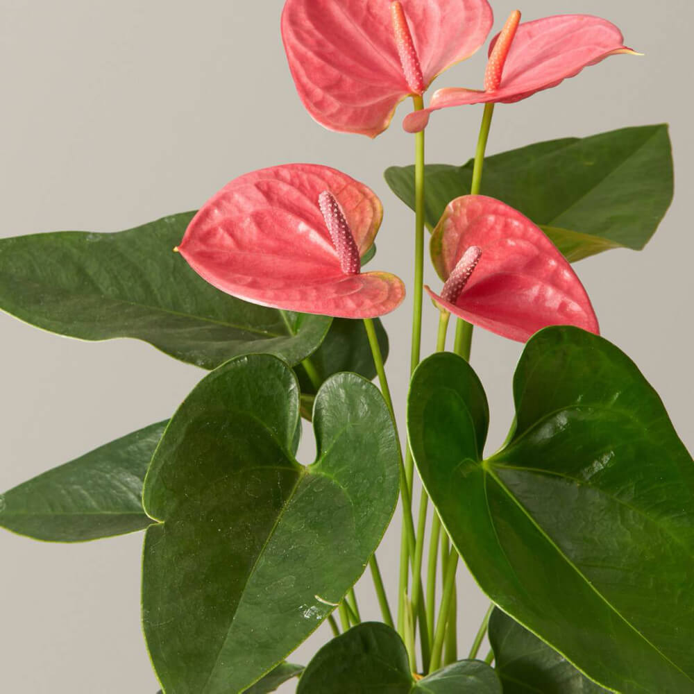Pink Anthurium