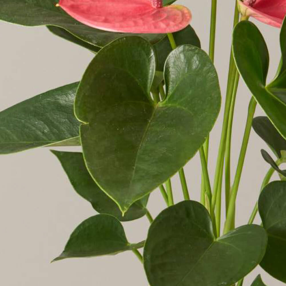 Pink Anthurium