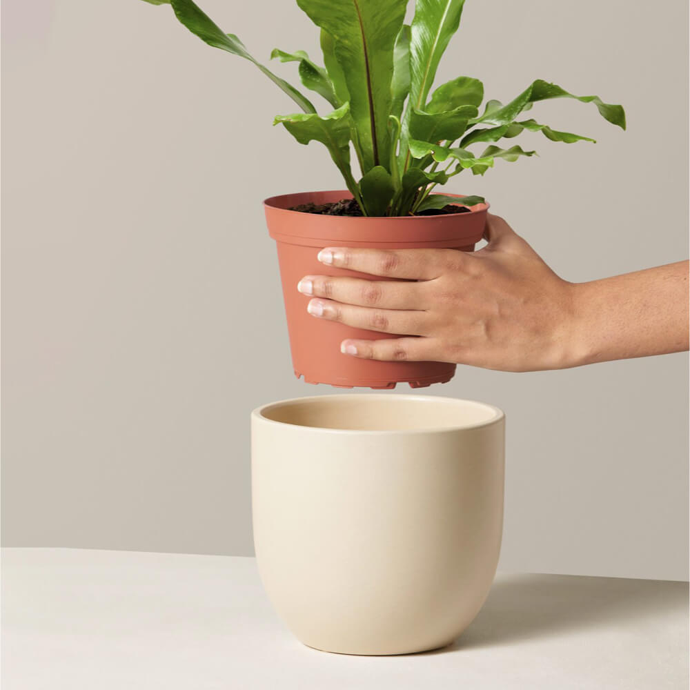 Bird's Nest Fern Nidus