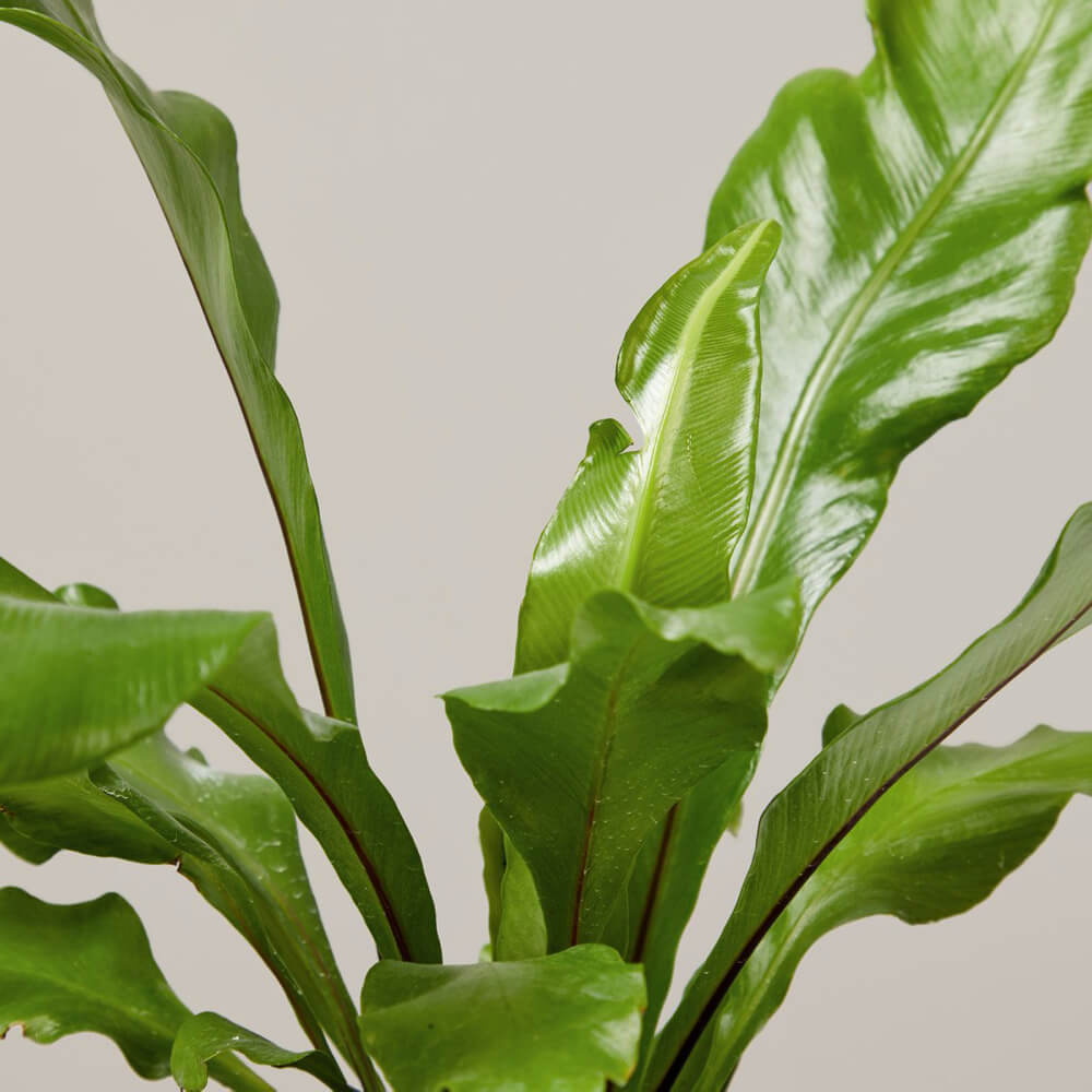 Bird's Nest Fern Nidus