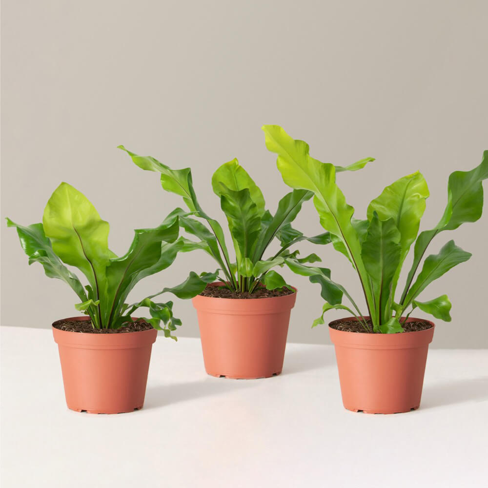 Bird's Nest Fern Nidus