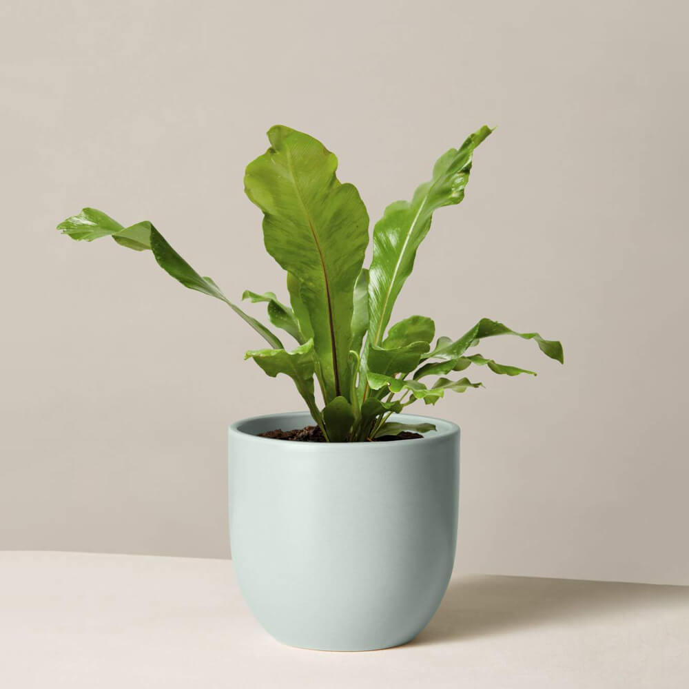 Bird's Nest Fern Nidus