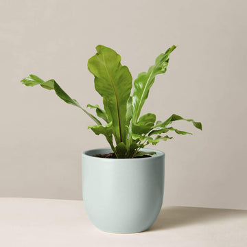 Bird's Nest Fern Nidus