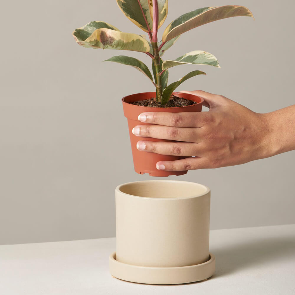 Ficus Tineke