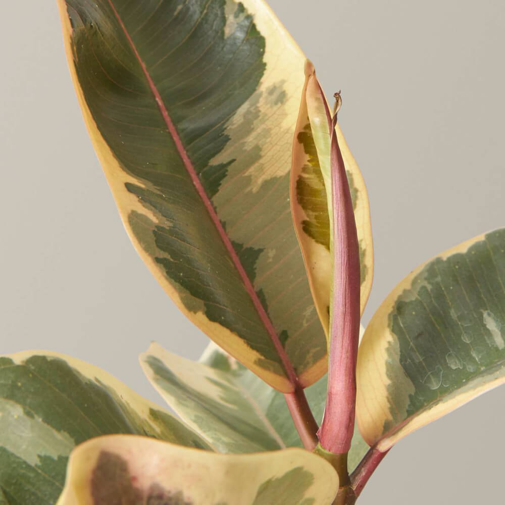 Ficus Tineke