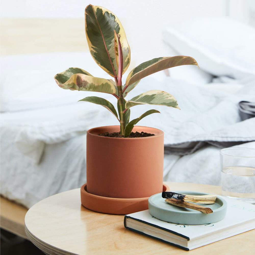 Ficus Tineke
