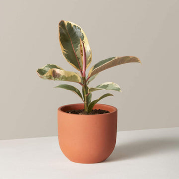 Ficus Tineke