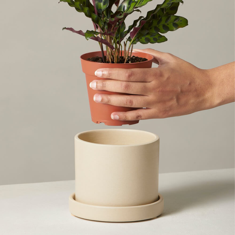Calathea Rattlesnake