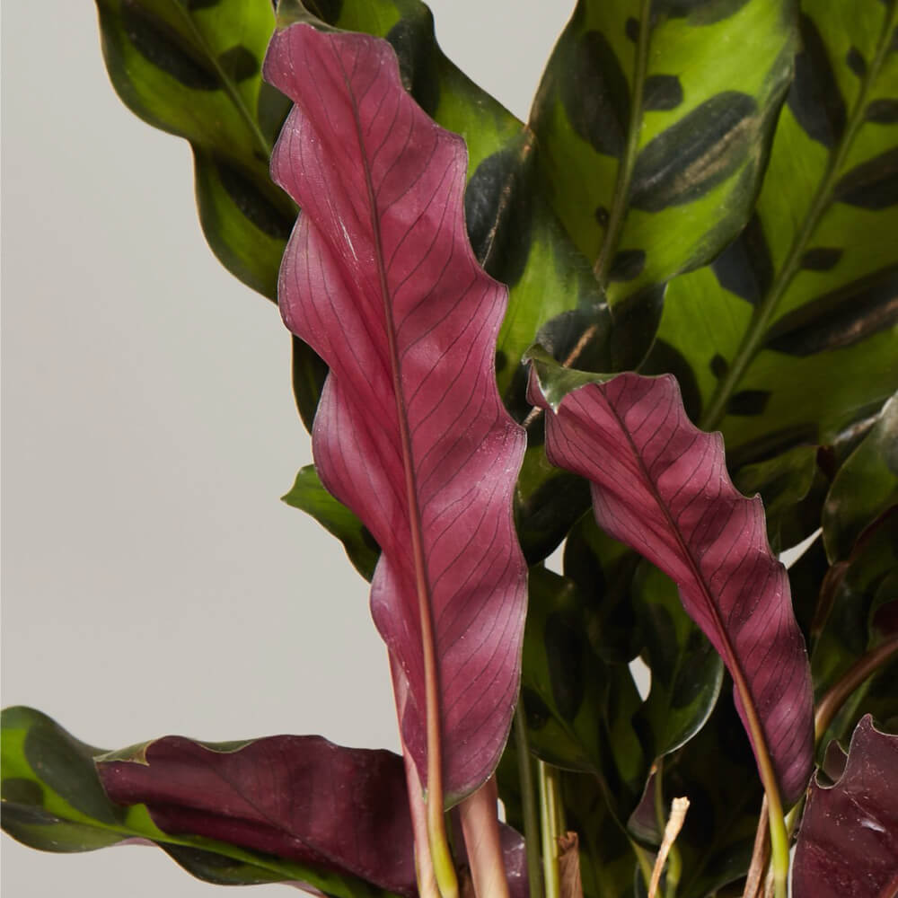 Calathea Rattlesnake