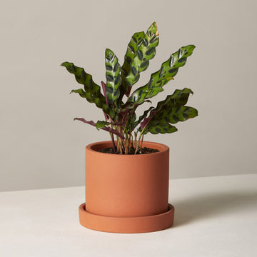 Calathea Rattlesnake