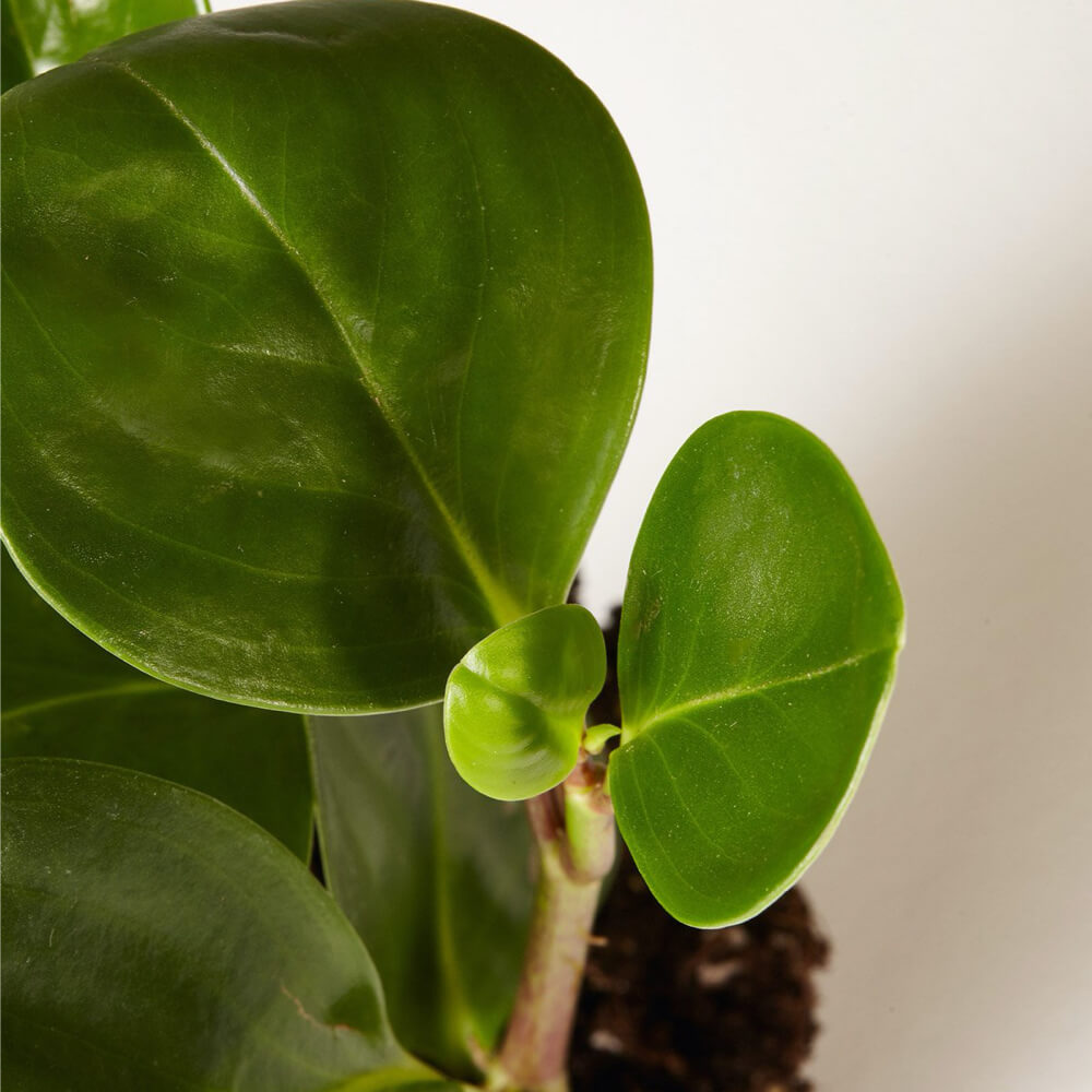 Peperomia Obtusifolia