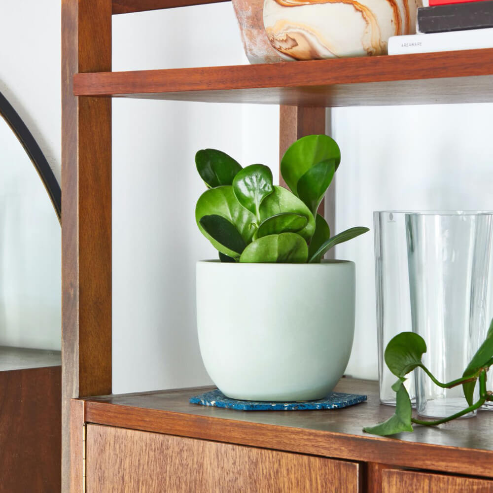 Peperomia Obtusifolia