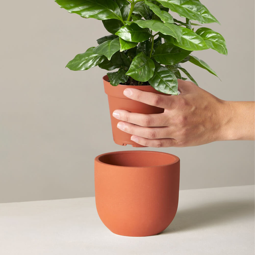 Coffee Plant
