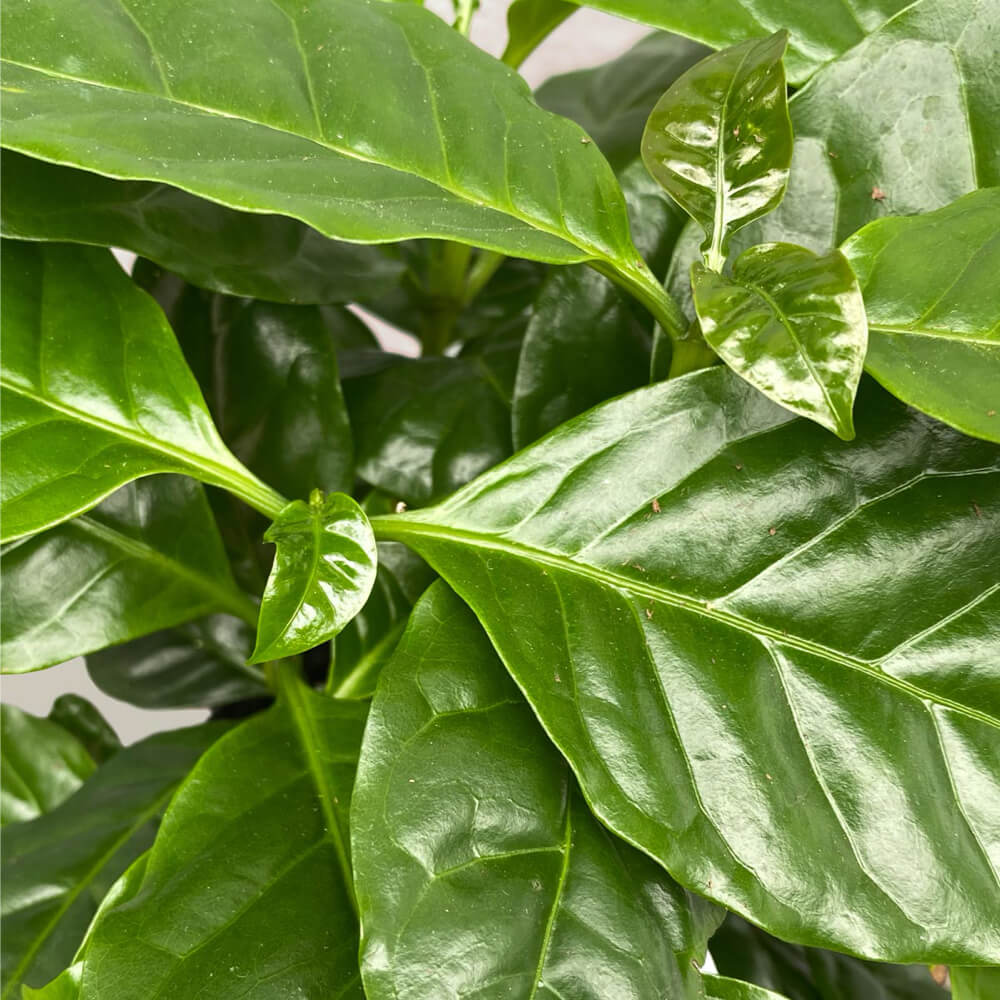 Coffee Plant
