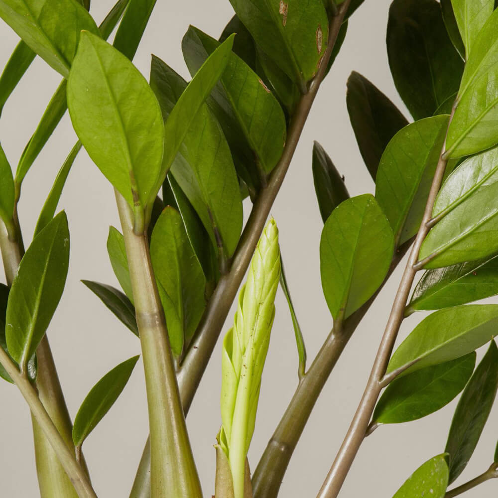 Sleep Plant