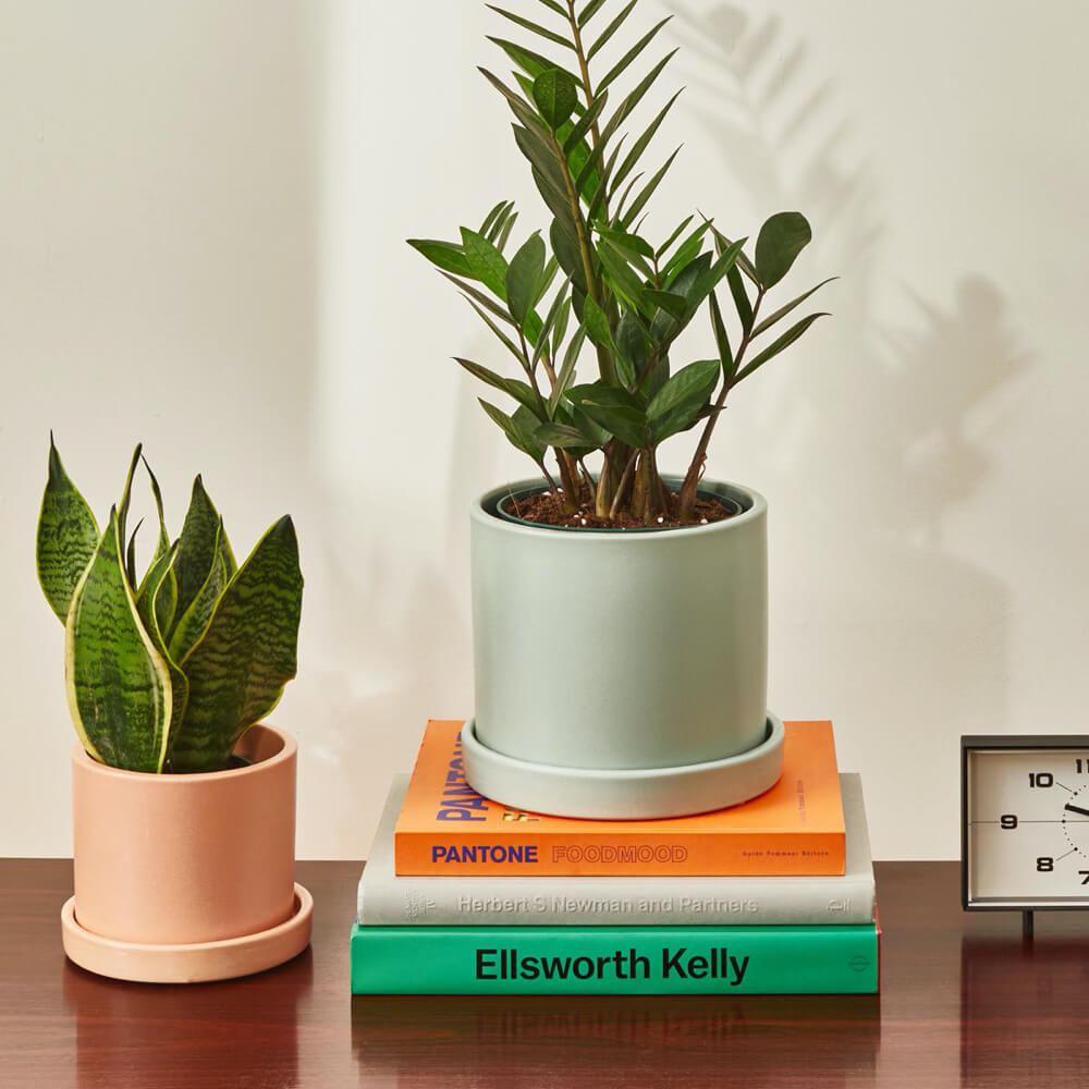 Sleep Plant