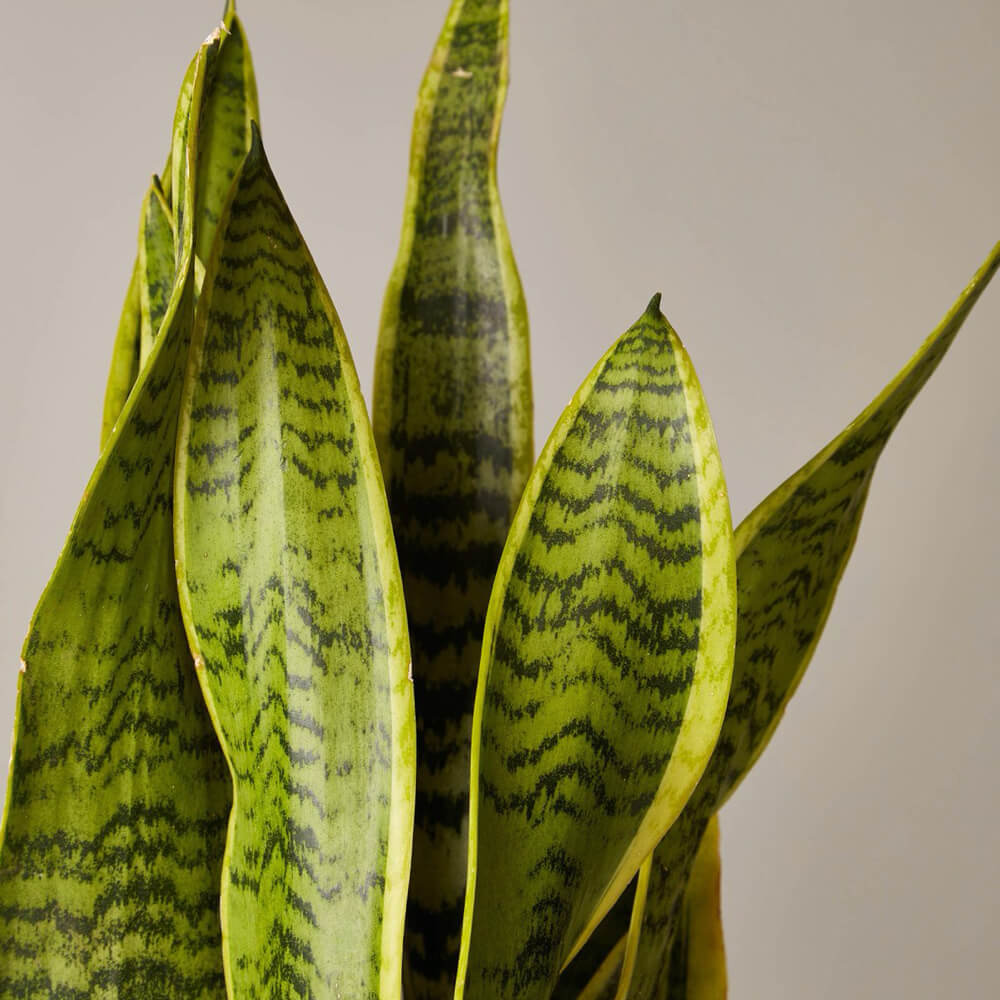 Snake Plant Laurenti
