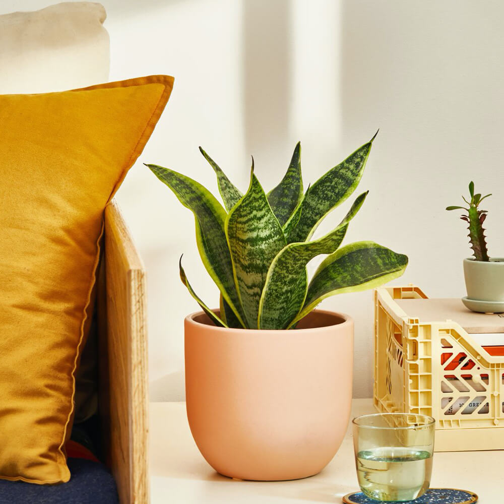Snake Plant Laurenti