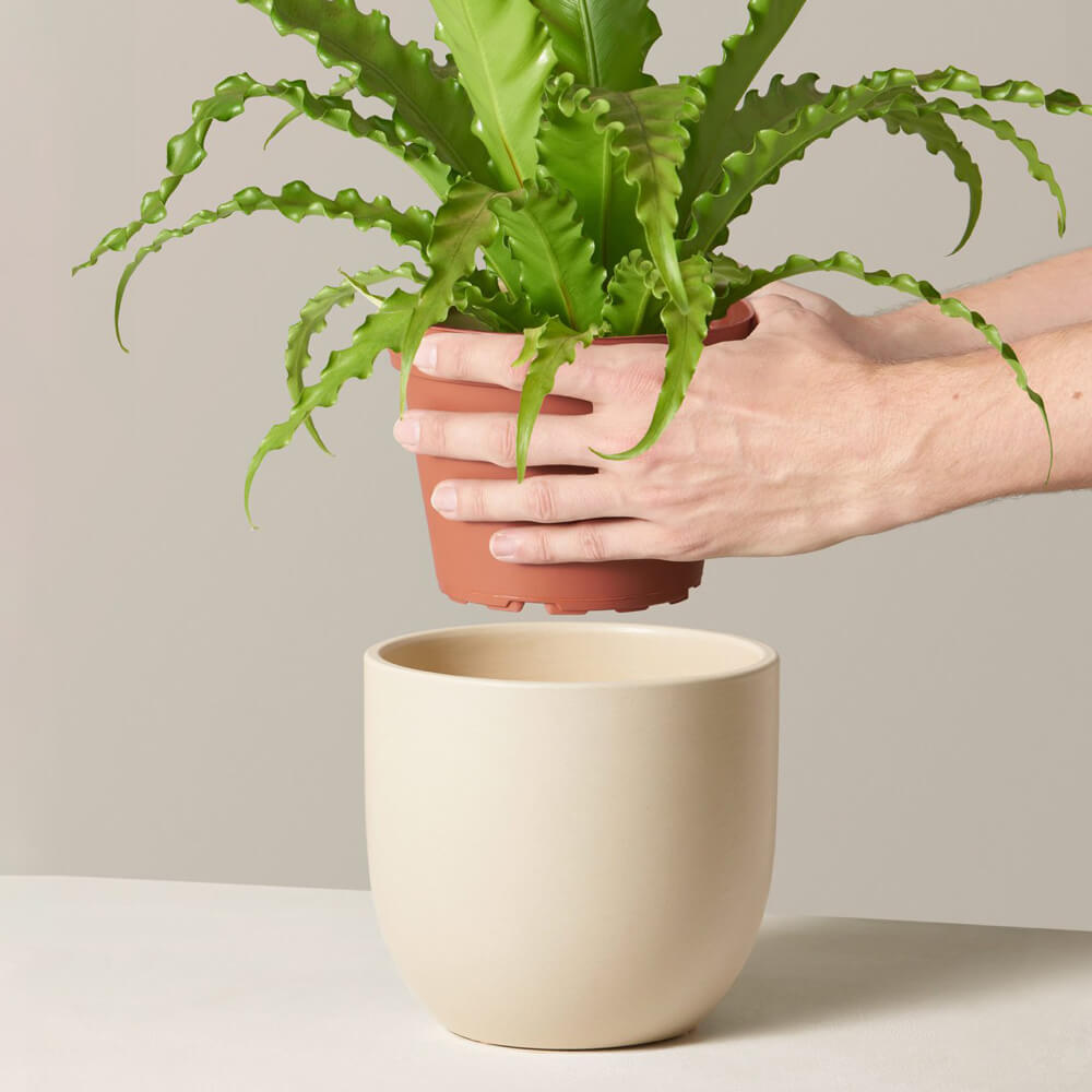 Bird's Nest Fern