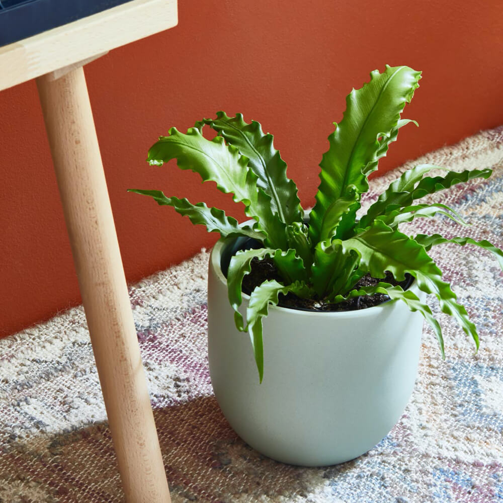 Bird's Nest Fern
