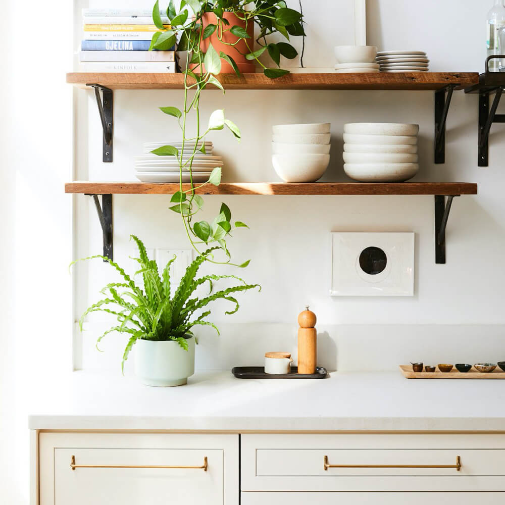 Bird's Nest Fern