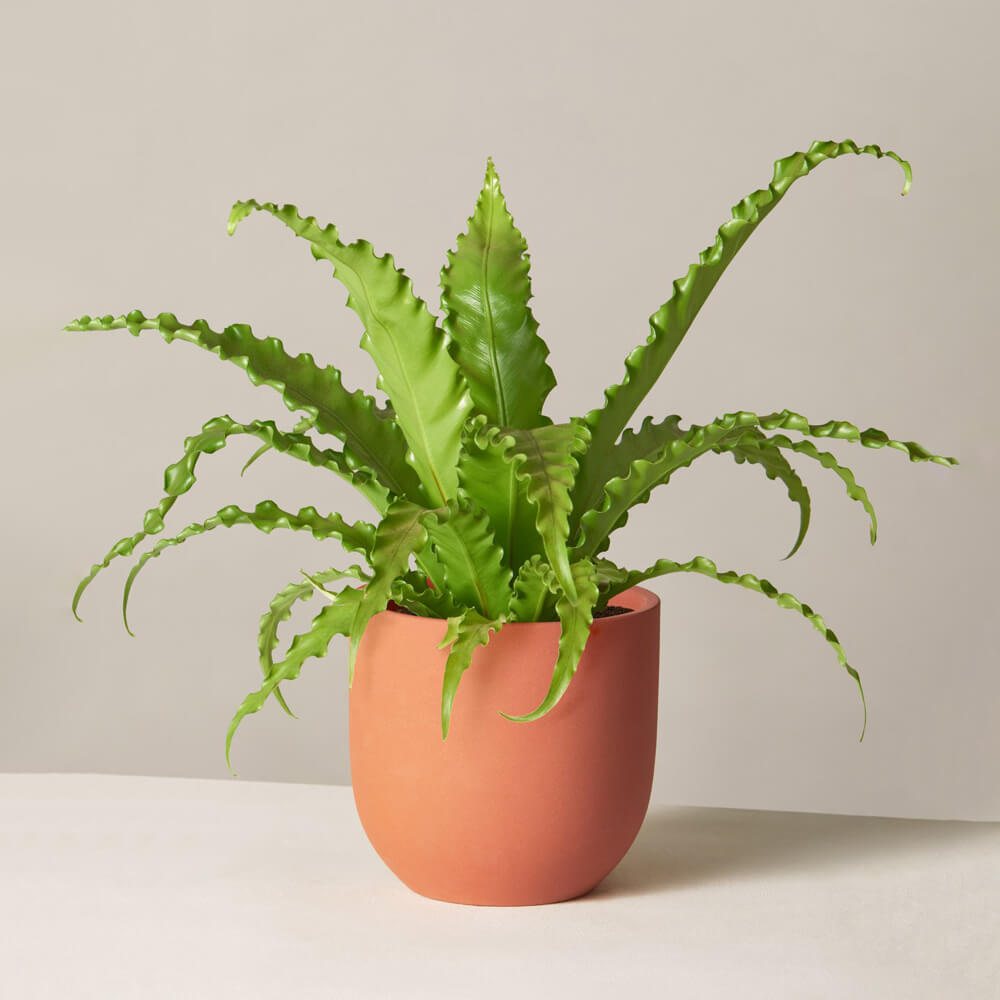 Bird's Nest Fern