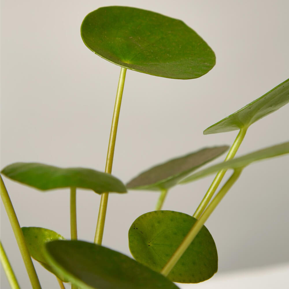 Pilea Peperomioides