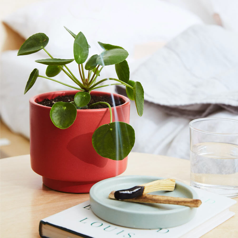Pilea Peperomioides