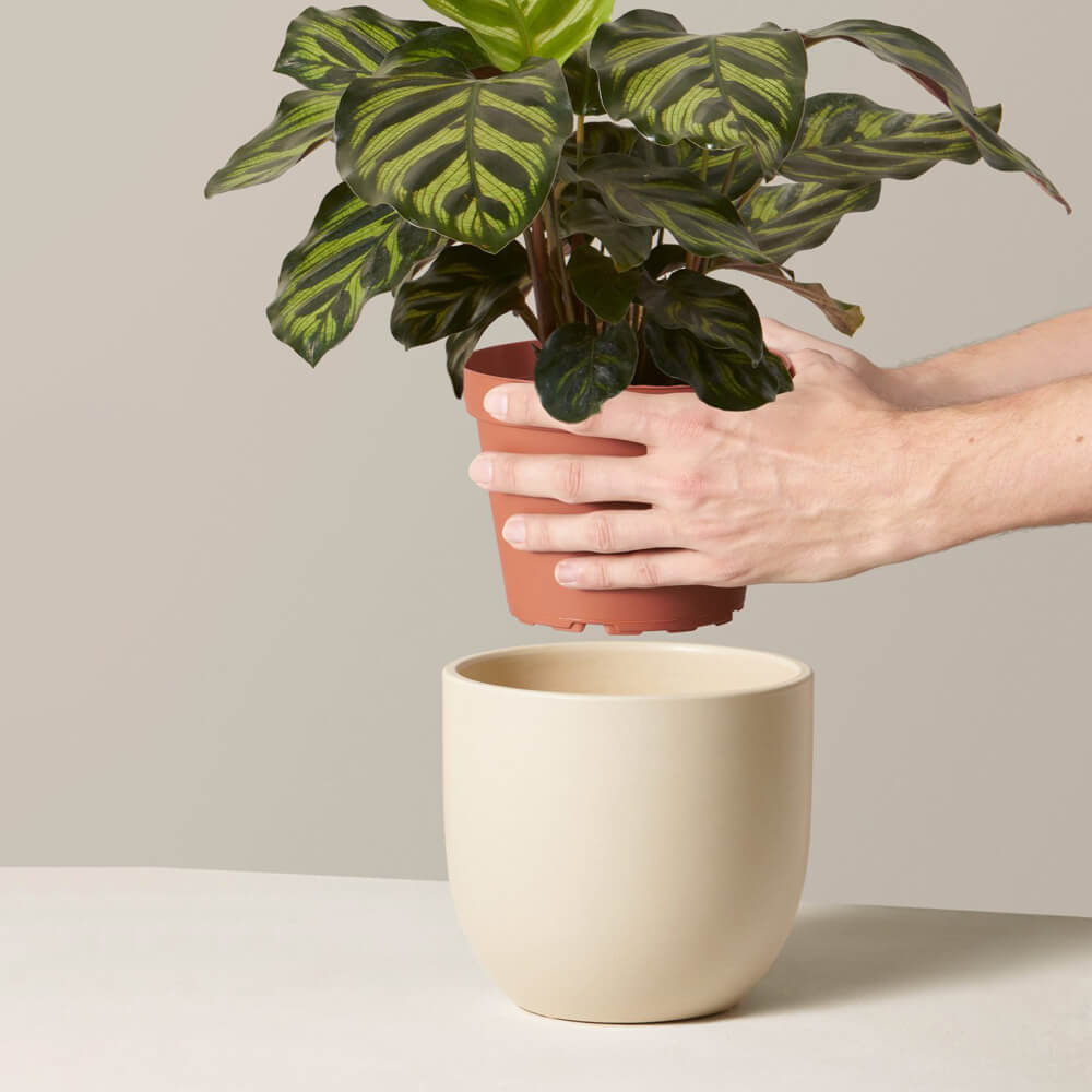 Calathea Makoyana