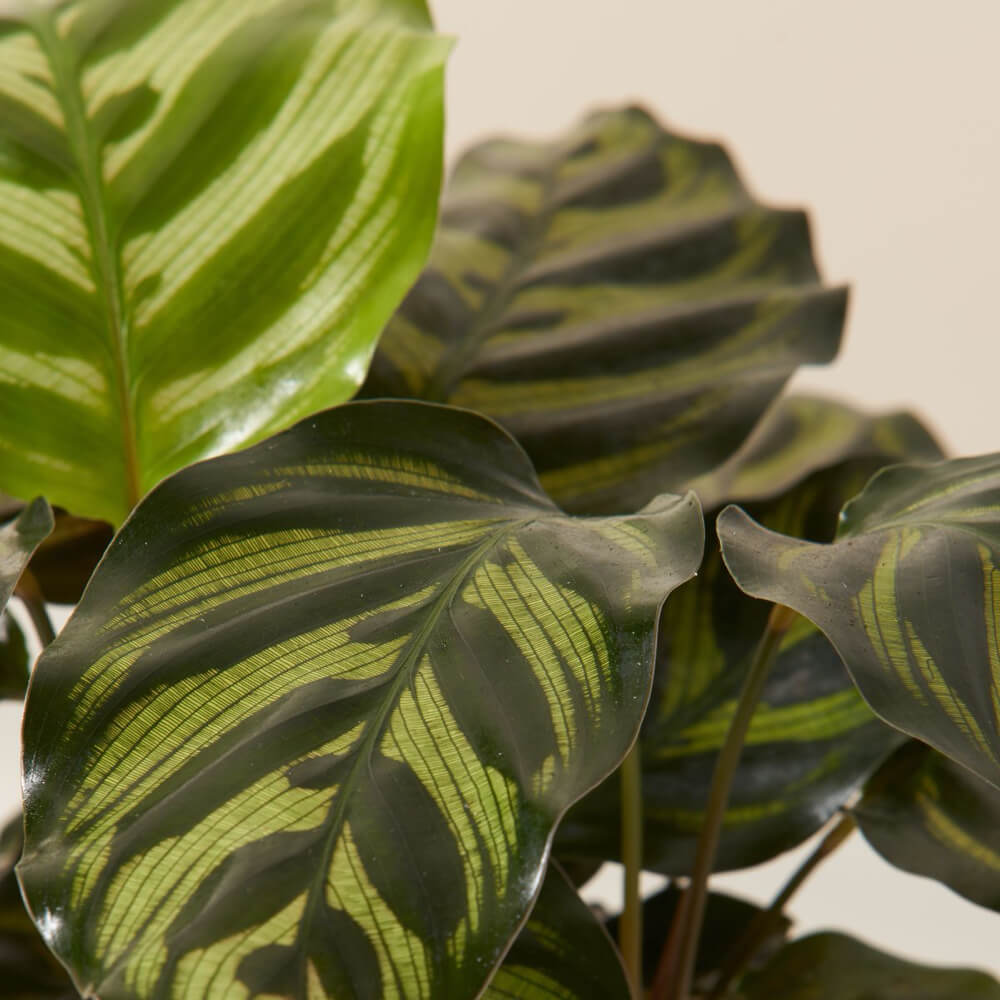 Calathea Makoyana