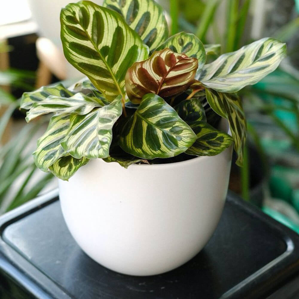 Calathea Makoyana