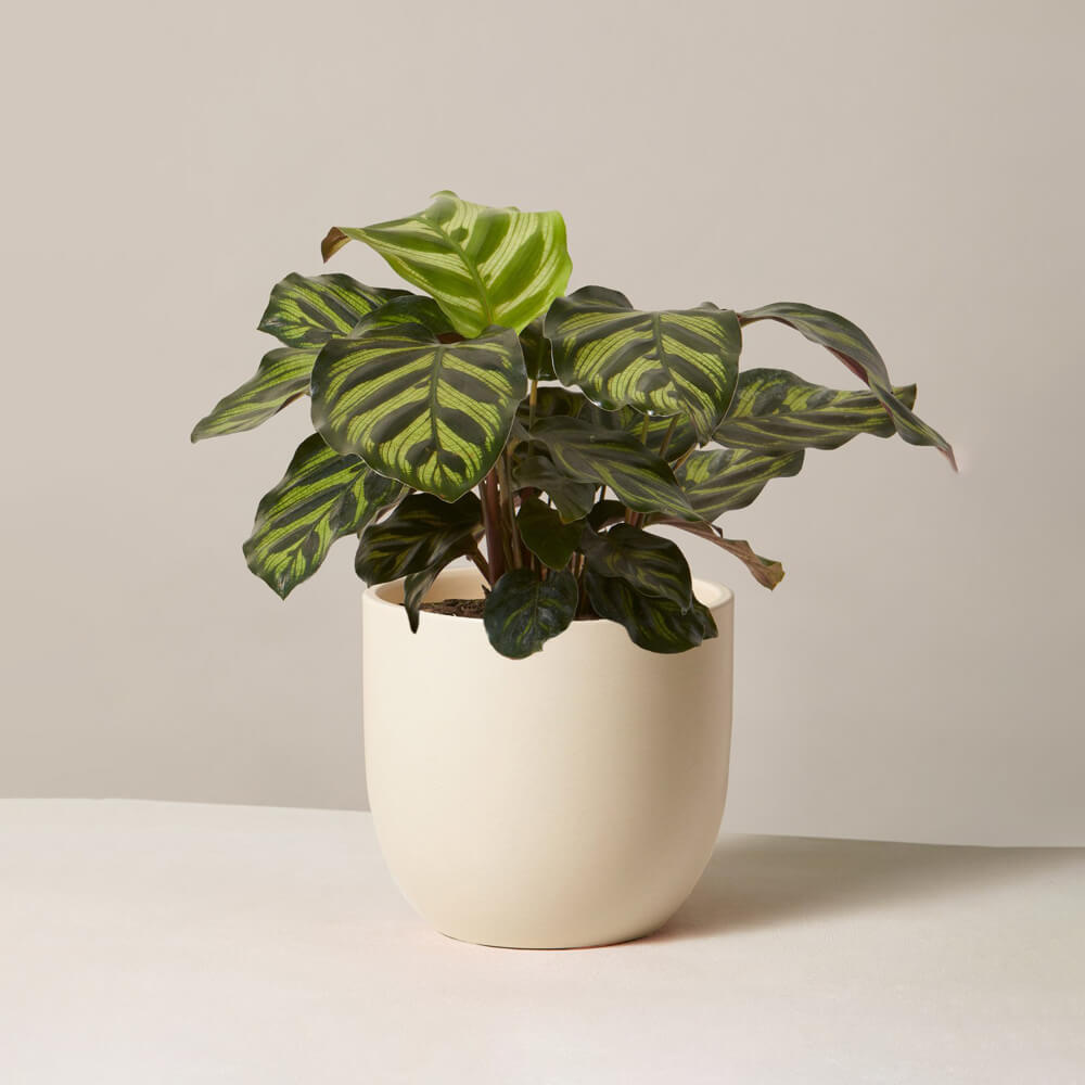 Calathea Makoyana