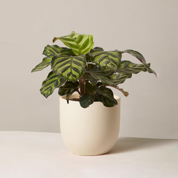 Calathea Makoyana