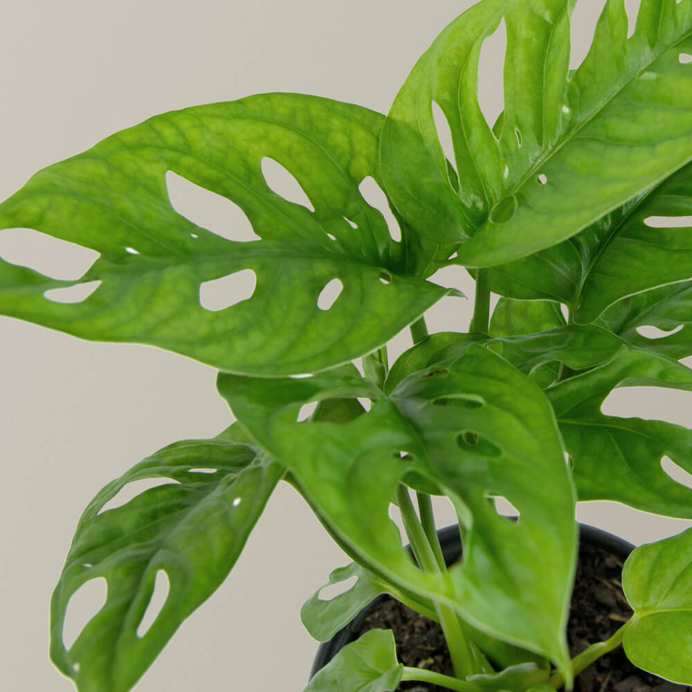 Monstera Adansoni