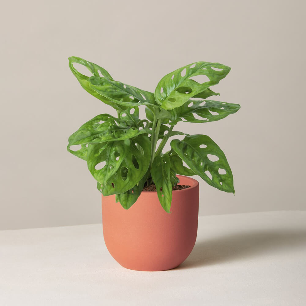 Monstera Adansoni