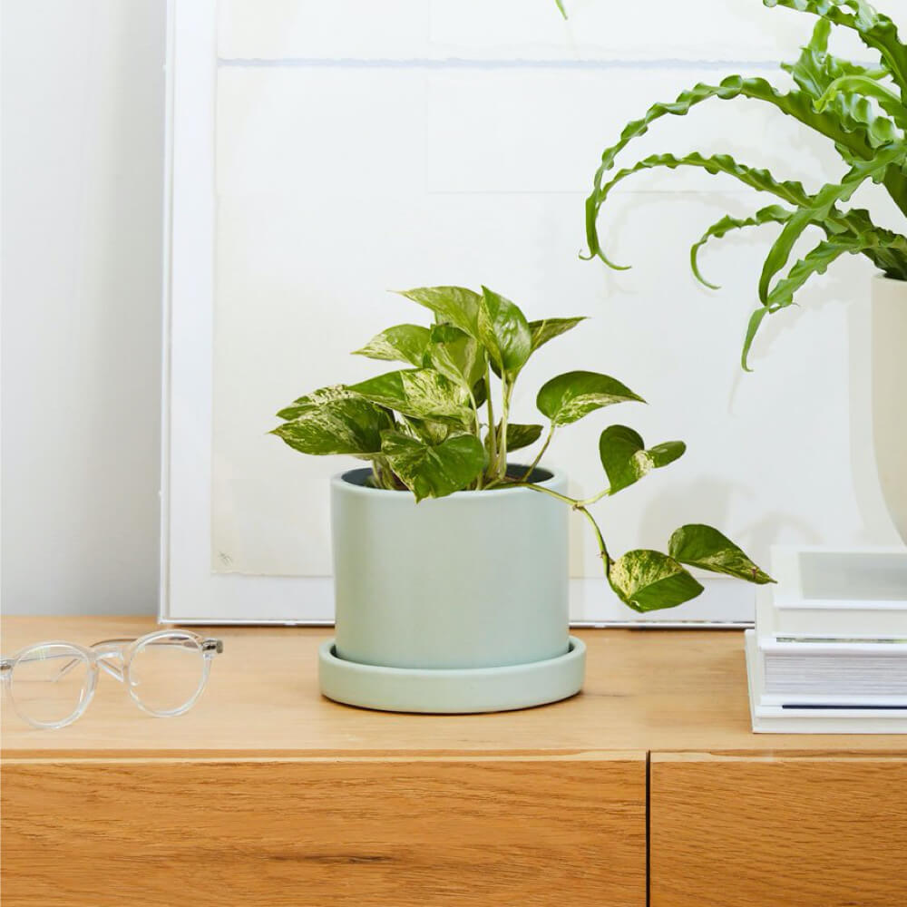 Marble Pothos