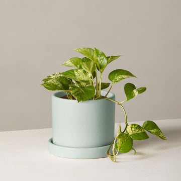 Marble Pothos