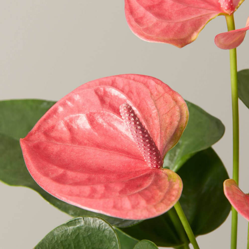 Pink Anthurium