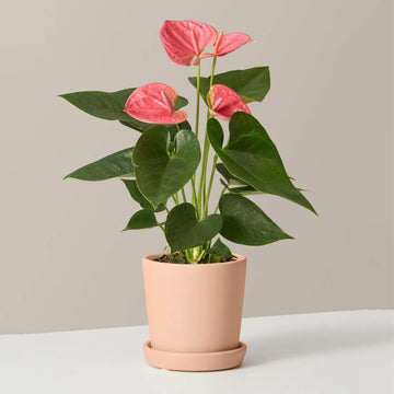 Pink Anthurium