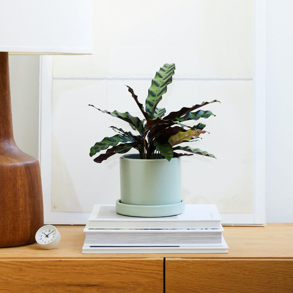 Calathea Rattlesnake