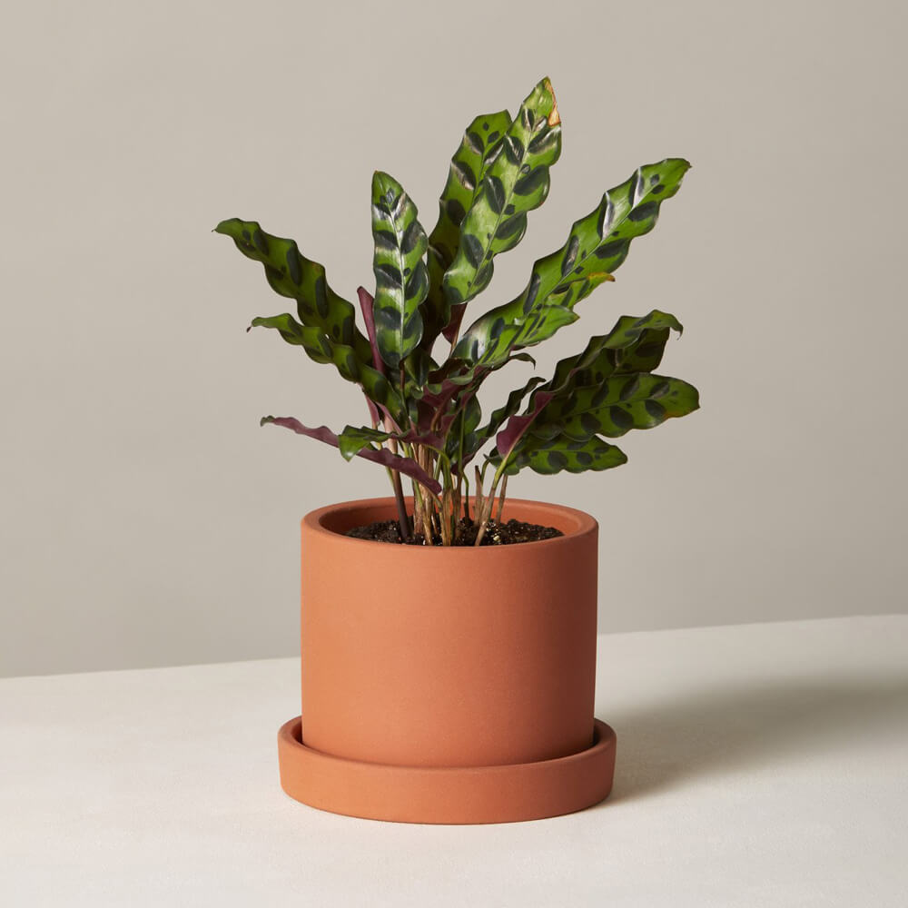 Calathea Rattlesnake