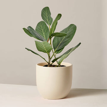 Ficus Audrey