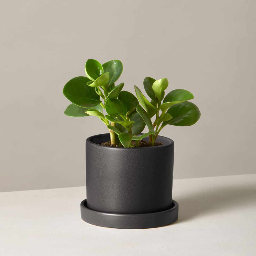 Peperomia Obtusifolia
