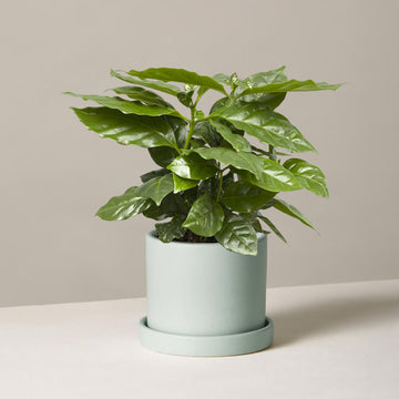 Coffee Plant