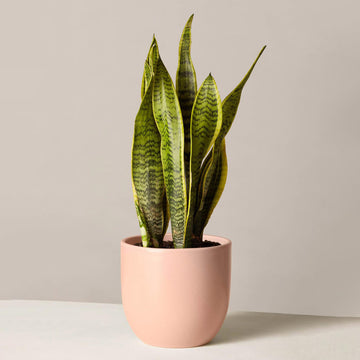 Snake Plant Laurenti