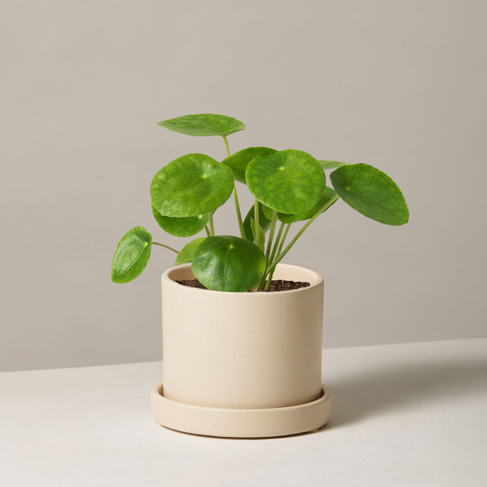 Pilea Peperomioides