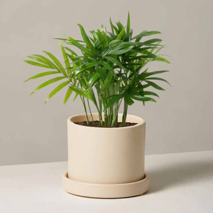 Money Tree potted
